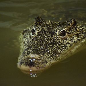 Cuban crocodile - July 2021