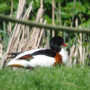 Common shelduck (Tadorna tadorna), 2023-04-30