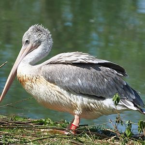 Pink-backed pelican (Pelecanus rufescens), 2023-04-30