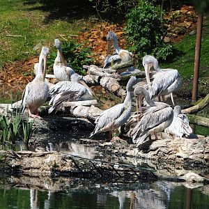 Pink-backed pelicans (Pelecanus rufescens), 2023-04-30