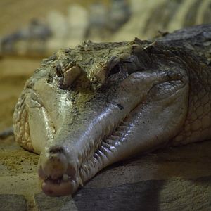 False gharial - July 2021