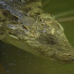 American crocodile - July 2021