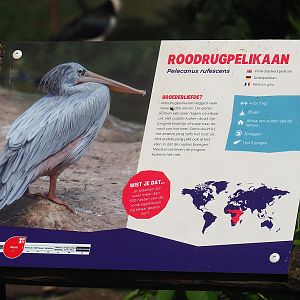 Example of species signage - Pink-backed pelican, 2023-04-30