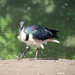 Straw-necked ibis (Threskiornis spinicollis), 2023-04-30