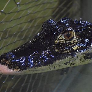 Black caiman - July 2021
