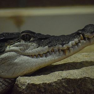 New Guinea crocodile - July 2021