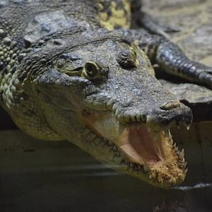 Morelet's crocodile - July 2021