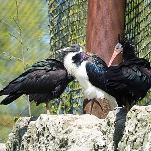 Straw-necked ibis (Threskiornis spinicollis) and Waldrapp (Geronticus eremita), 2023-04-30