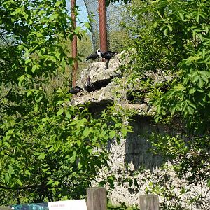 Vogelrijk/Bird Kingdom aviary - Ibis nesting wall, 2023-04-30
