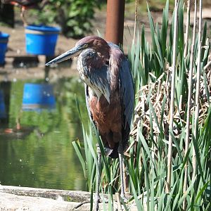 Goliath heron (Ardea goliath), 2023-04-30