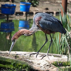 Goliath heron (Ardea goliath), 2023-04-30