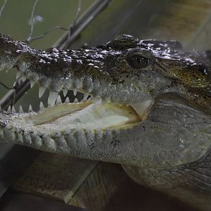 Philippine crocodile - July 2021