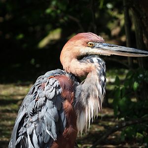 Goliath heron (Ardea goliath), 2023-04-30