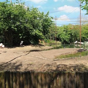 Vogelrijk/Bird Kingdom aviary, 2023-04-30