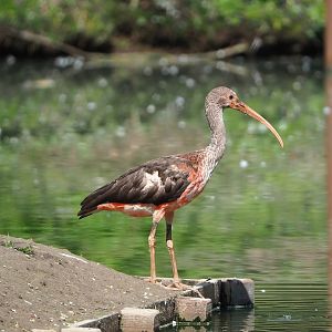 Juvenile Scarlet ibis (Eudocimus ruber), 2023-04-30