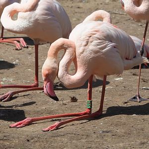 Greater flamingo (Phoenicopterus roseus), 2023-04-30
