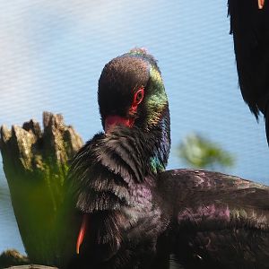 Black stork (Ciconia nigra), 2023-04-30