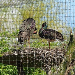 Black stork (Ciconia nigra), 2023-04-30