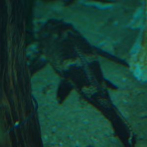 Plecostomus catfish ID