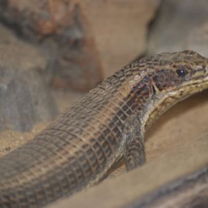 Plated lizard ID