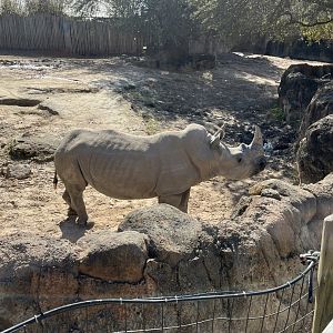 Southern White Rhino