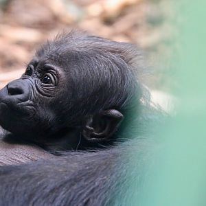 Mjukuu's baby, 2024-03-03