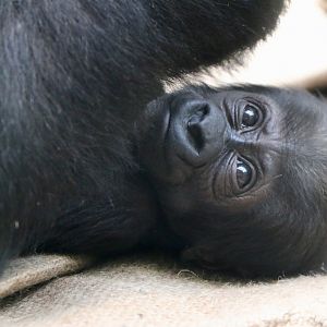 Effie's baby, 2024-03-03