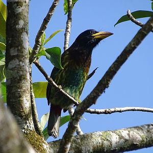 Great barbet (Psilopogon virens virens)