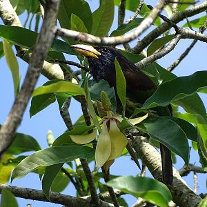 Great barbet (Psilopogon virens virens)