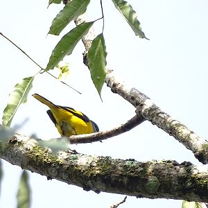Scarlet minivet (Pericrocotus speciosus) female