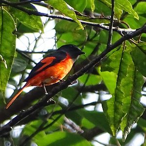 Scarlet minivet (Pericrocotus speciosus) male