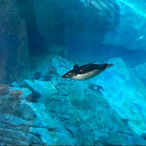 Opal the southern rockhopper chick (3/3/24)