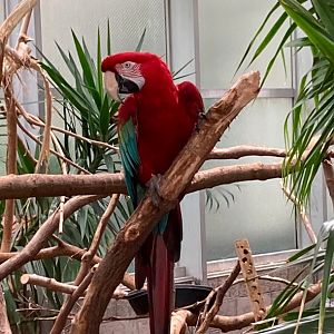 Max the green winged macaw (3/3/24)