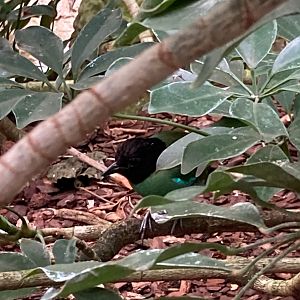 "Hooded Pitta" (didn't I read that it turned out to be a species complex?) (3/3/24)