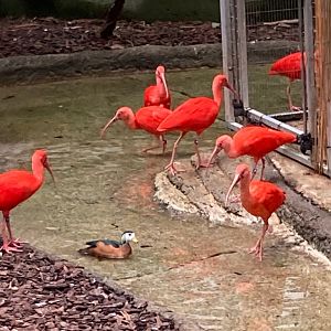 Out of the way for KING GOOSE (3/3/24)