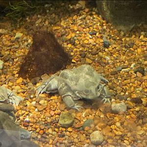 Lake Titicaca frog (3/3/24)