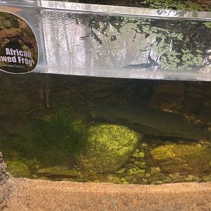 African clawed frog tank (3/3/24)