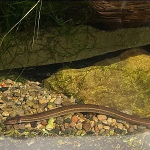 Narrow striped dwarf siren (3/3/24)