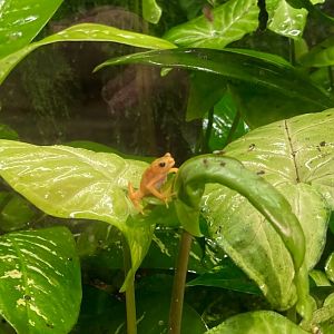 Kihansi spray toad (3/3/24)