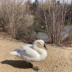 Trumpeter swan (3/3/24)
