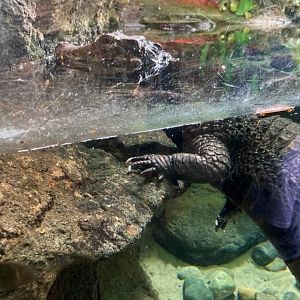 Dwarf caimen (3/3/24)