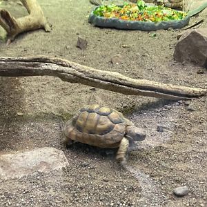 Egyptian tortoise (3/3/24)