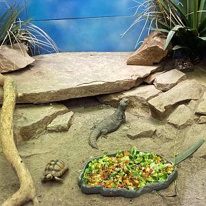 Saharan Uromastyx and Egyptian tortoise (3/3/24)