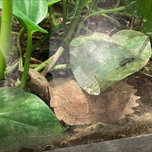 Black breasted leaf turtle (3/3/24)