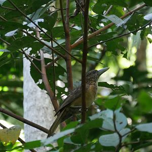 Black Butcherbird (Cracticus quoyi)
