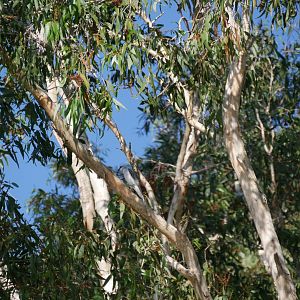 White-bellied Cuckooshrike (Coracina papuensis)