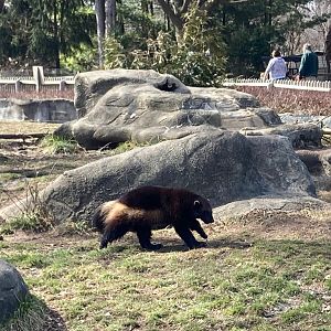 Wolverine dashing by (3/3/24)