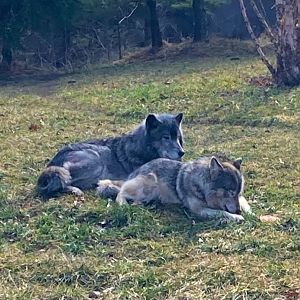 Renner stealing all the meaty treats she was supposed to share with Kaska as he just stares (3/3/24)