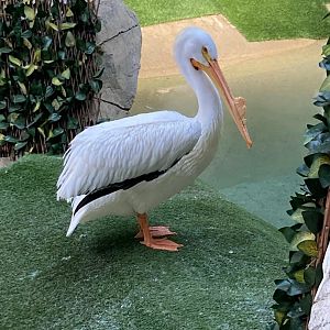 American white pelican (3/3/24)