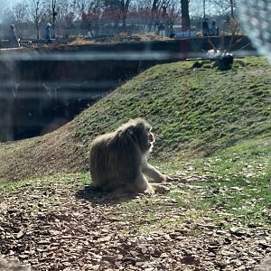 The Hideaway Japanese macaque viewing window (3/3/24)